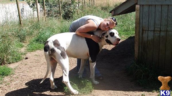Stud Dogs - Great Dane